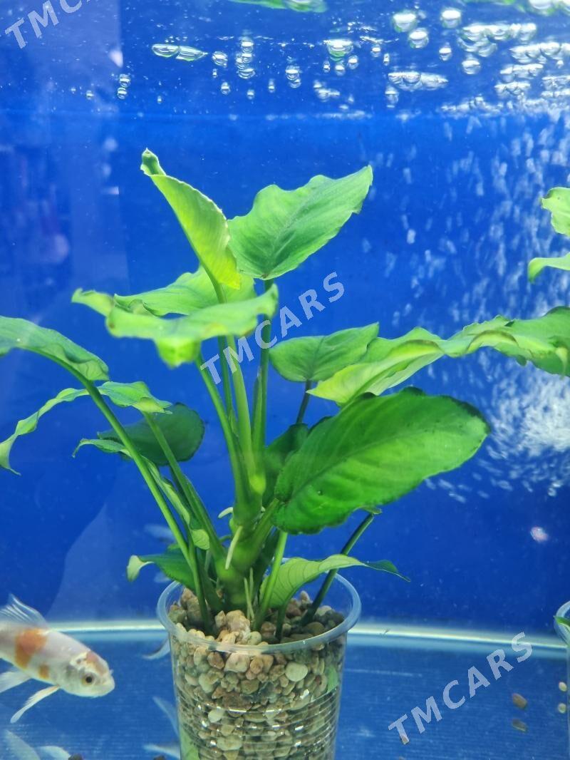 nimfeya anubias - Мир 7 - img 4