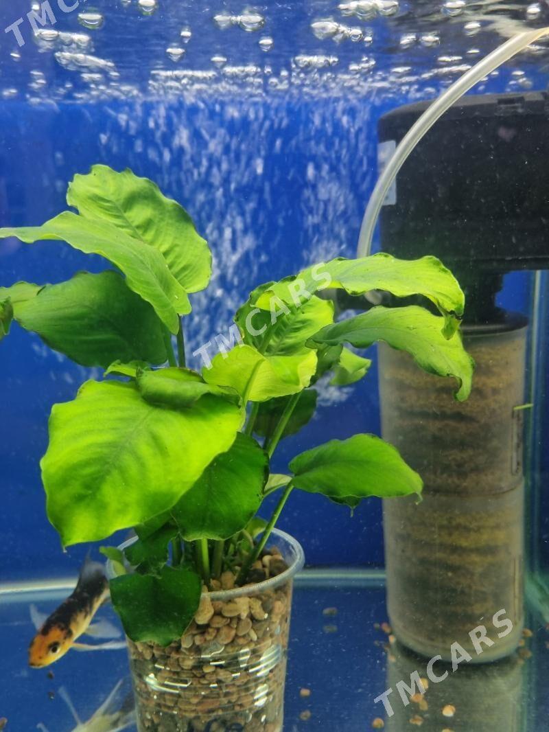 nimfeya anubias - Мир 7 - img 3