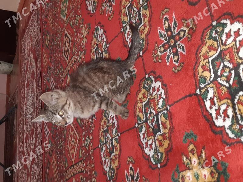 Кошка - Türkmenabat - img 2