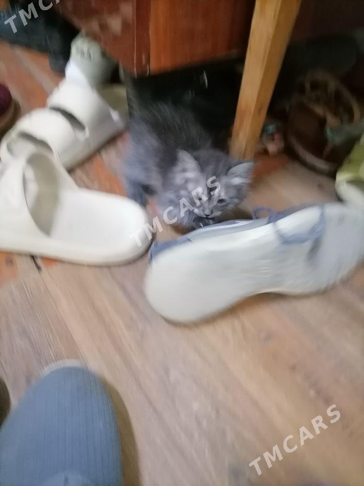 Котята - Türkmenabat - img 4