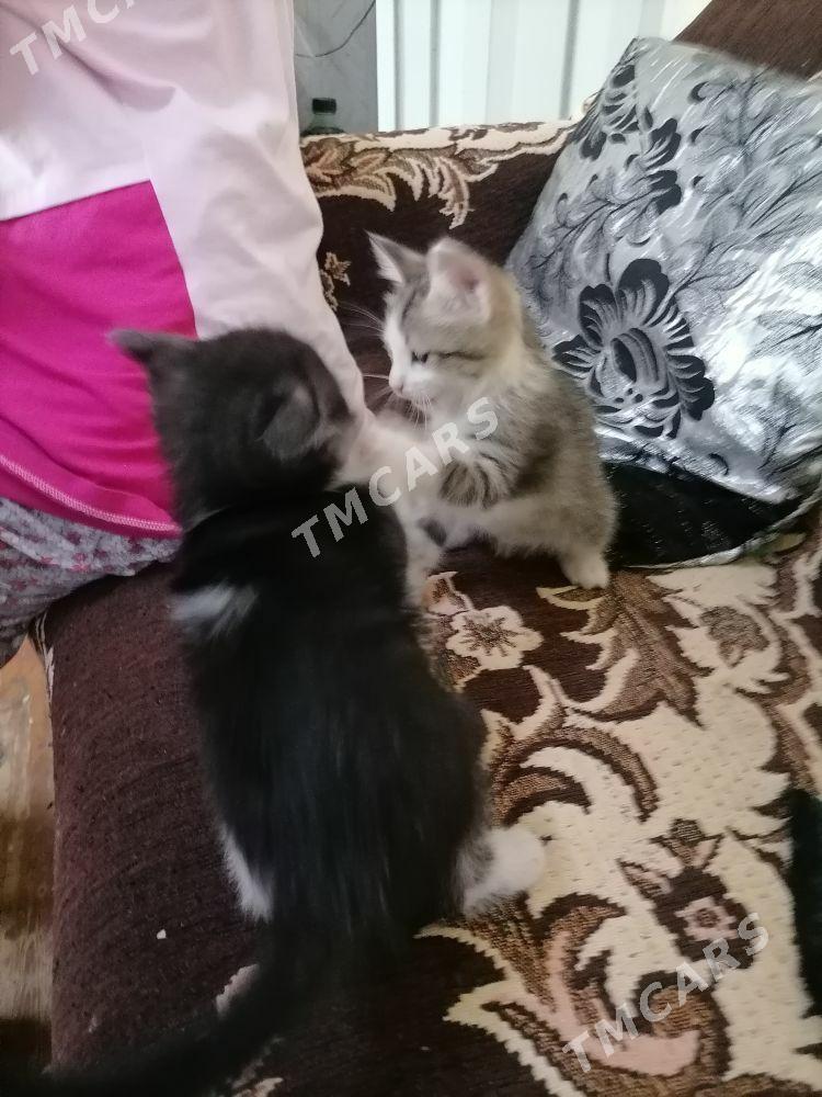 Котята - Türkmenabat - img 7