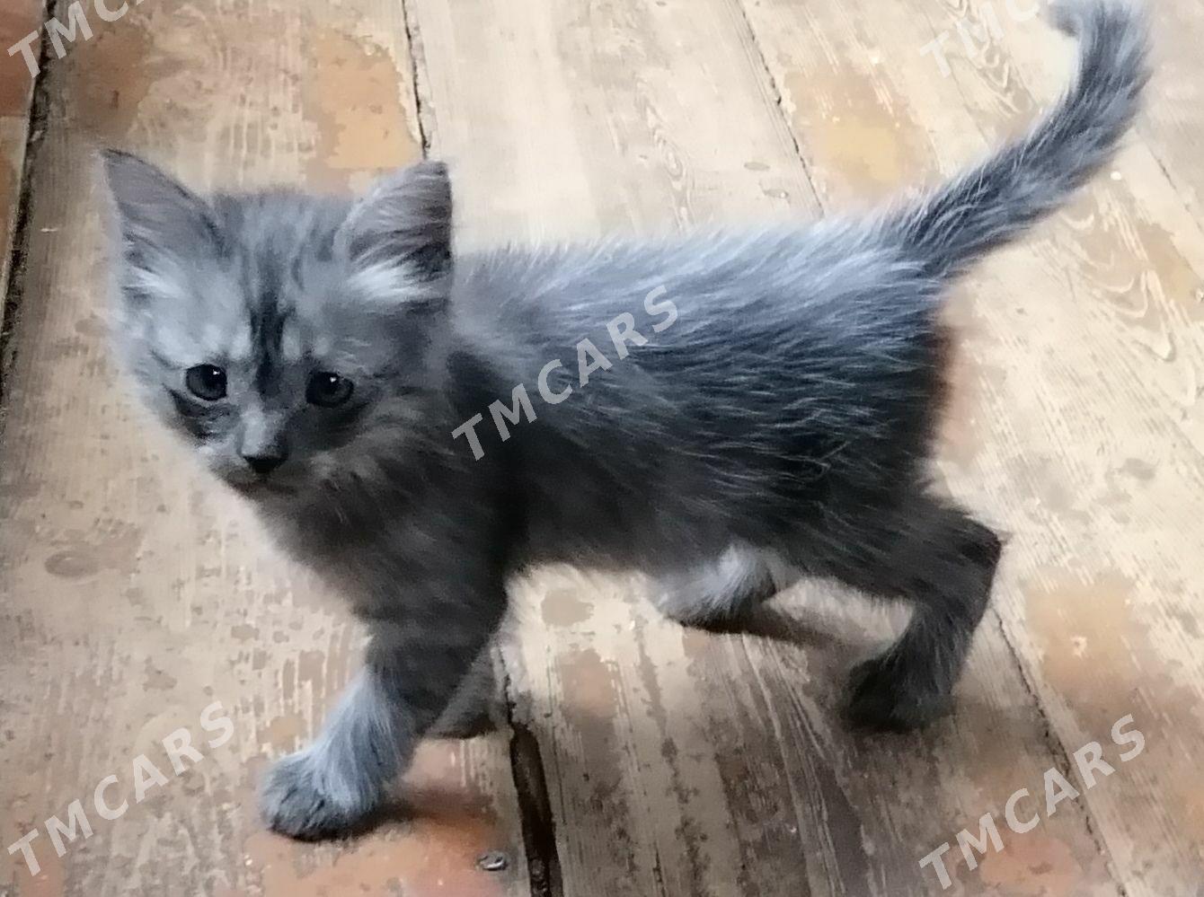 Котята - Türkmenabat - img 6