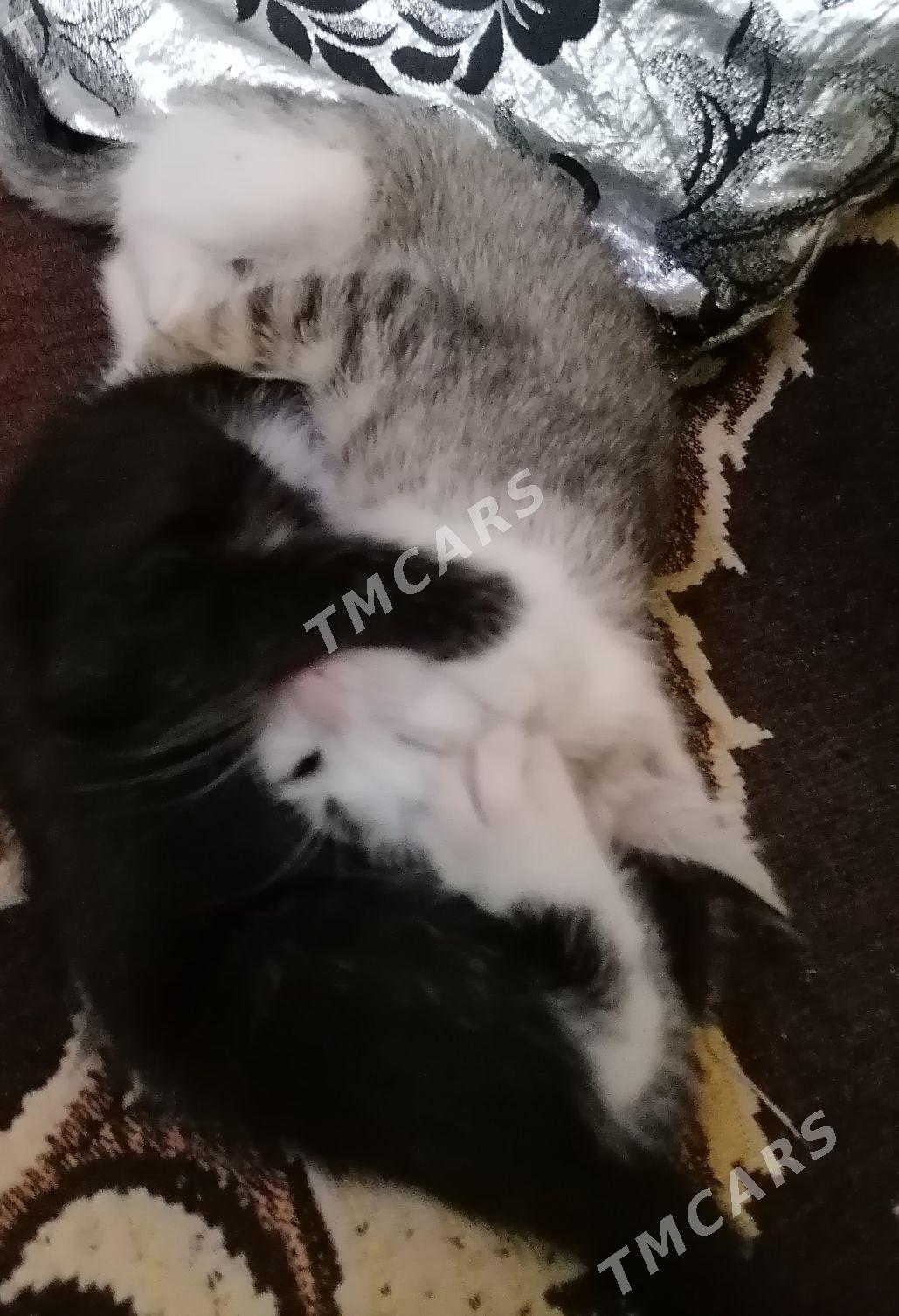Котята - Türkmenabat - img 3