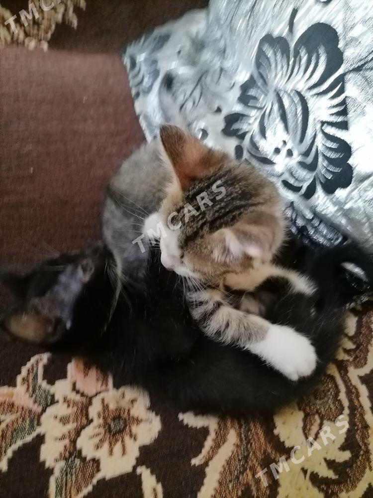 Котята - Türkmenabat - img 8