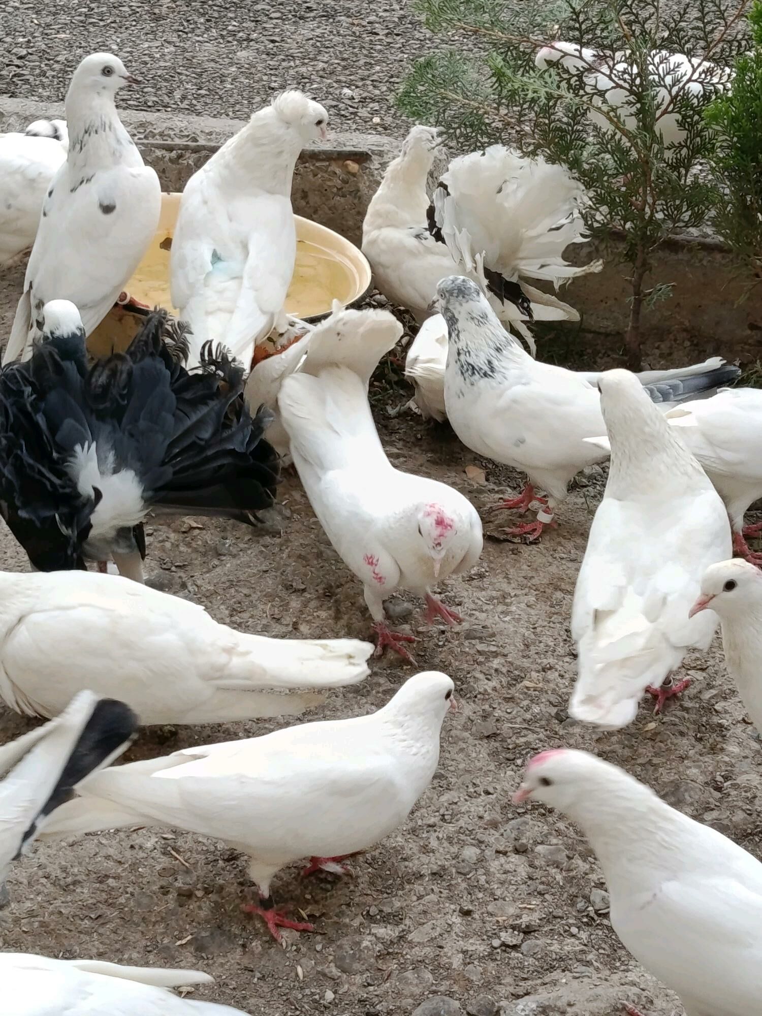 kepderi - Aşgabat - img 8