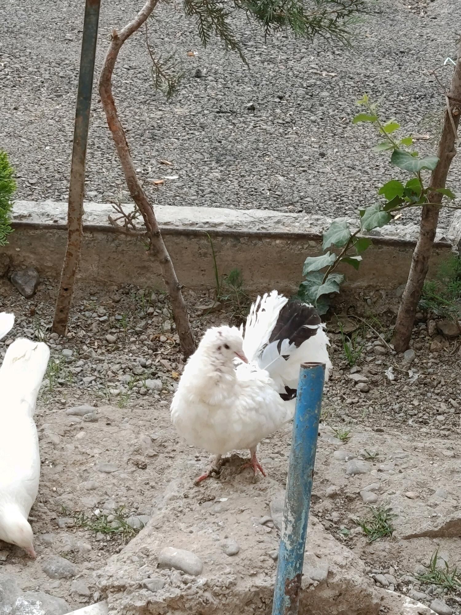 kepderi - Aşgabat - img 10