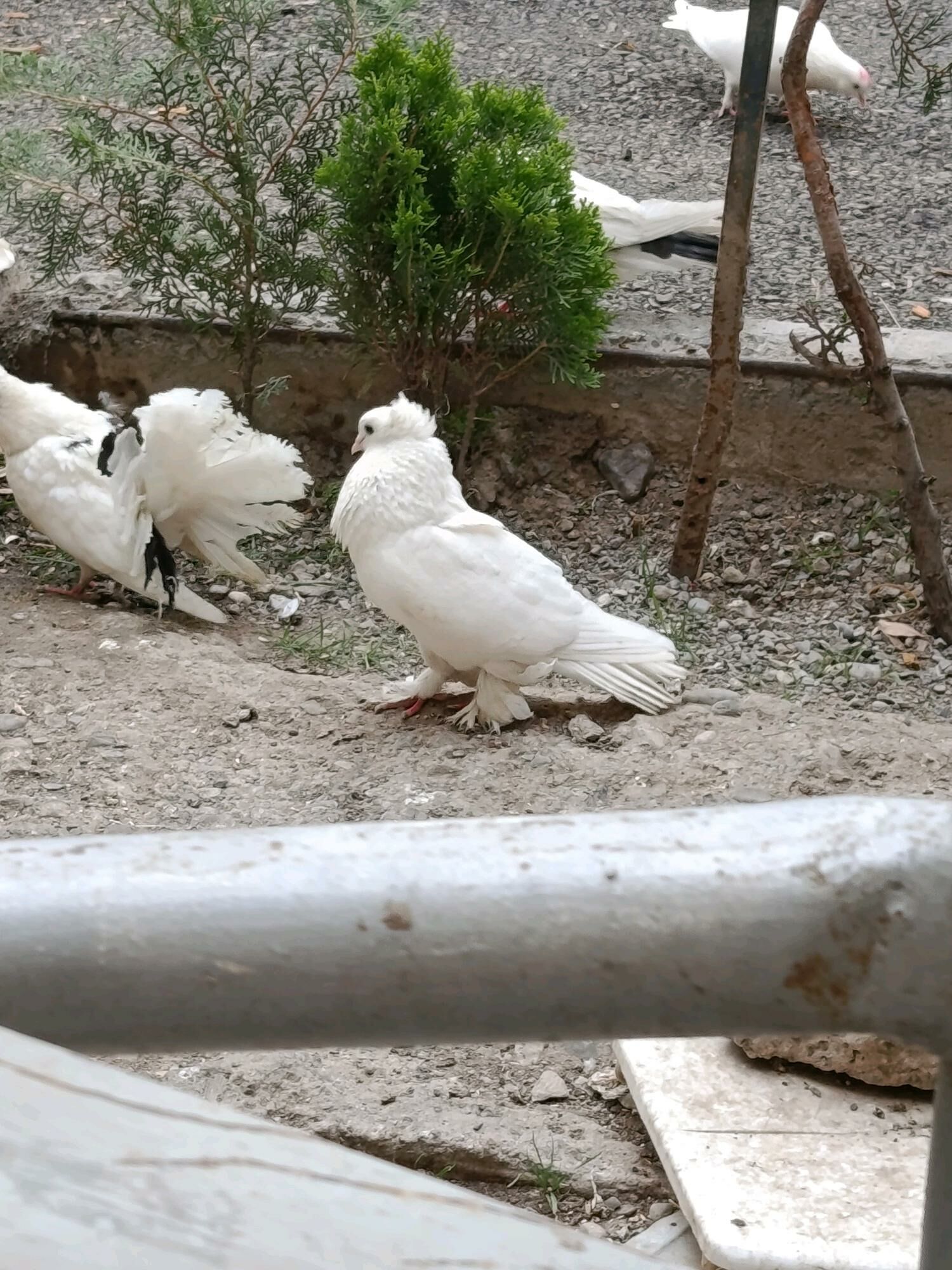 kepderi - Aşgabat - img 9