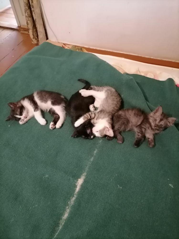 Котята - Türkmenabat - img 10