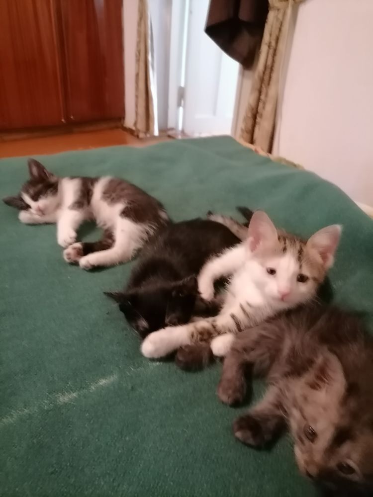 Котята - Türkmenabat - img 9