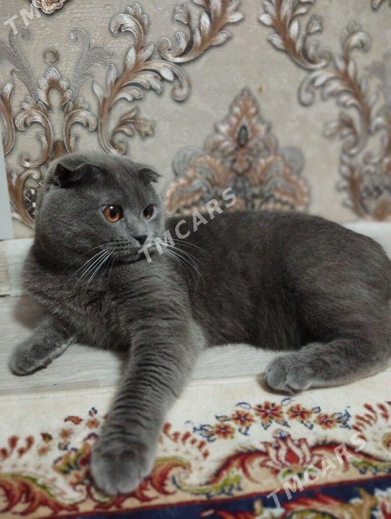 вислоухий кот чистокровный - Türkmenbaşy - img 2