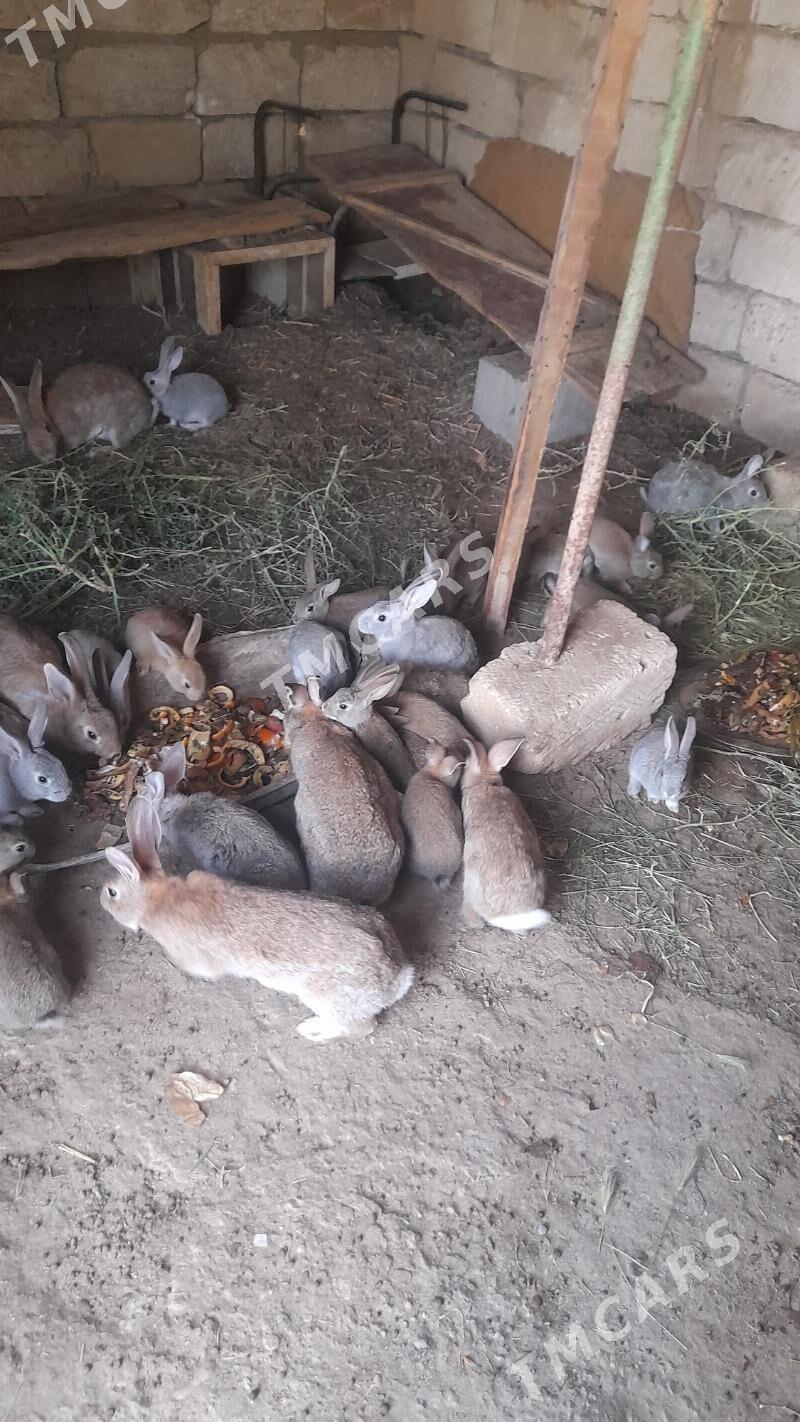 Towşan - Gumdag - img 3