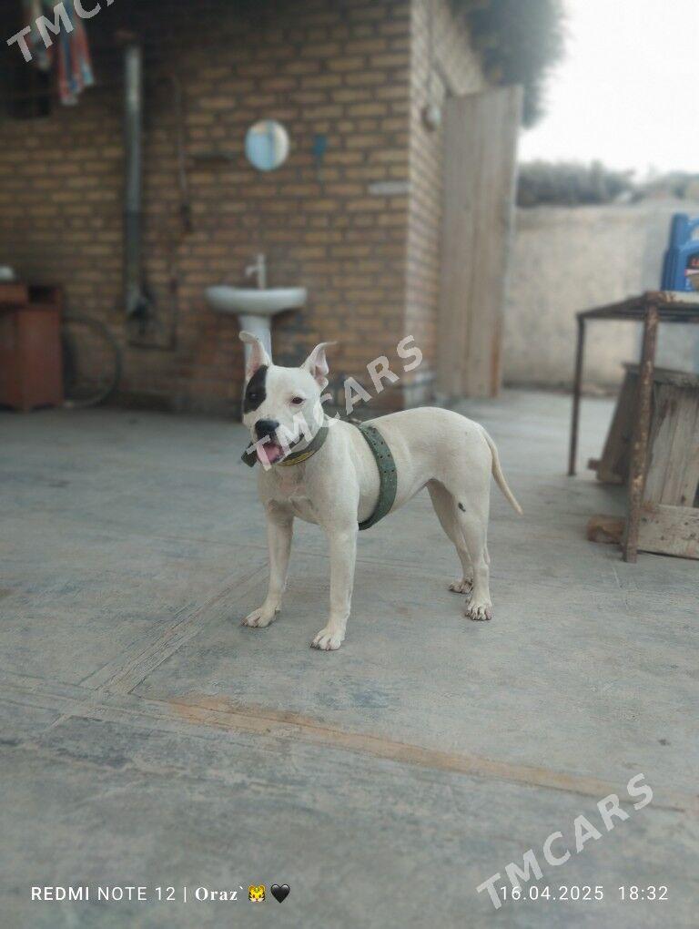 pitbull - Saýat - img 2