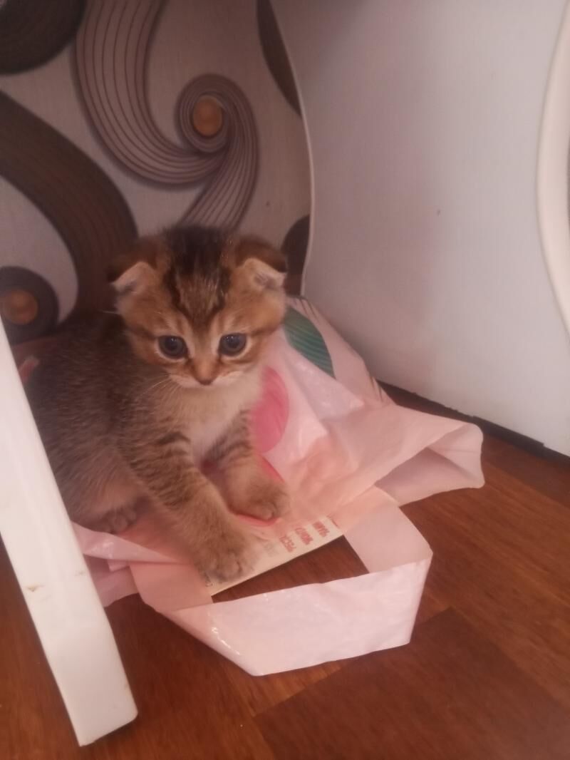 Шотландские котята - Ашхабад - img 5