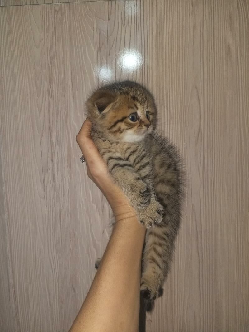 Шотландские котята - Ашхабад - img 6