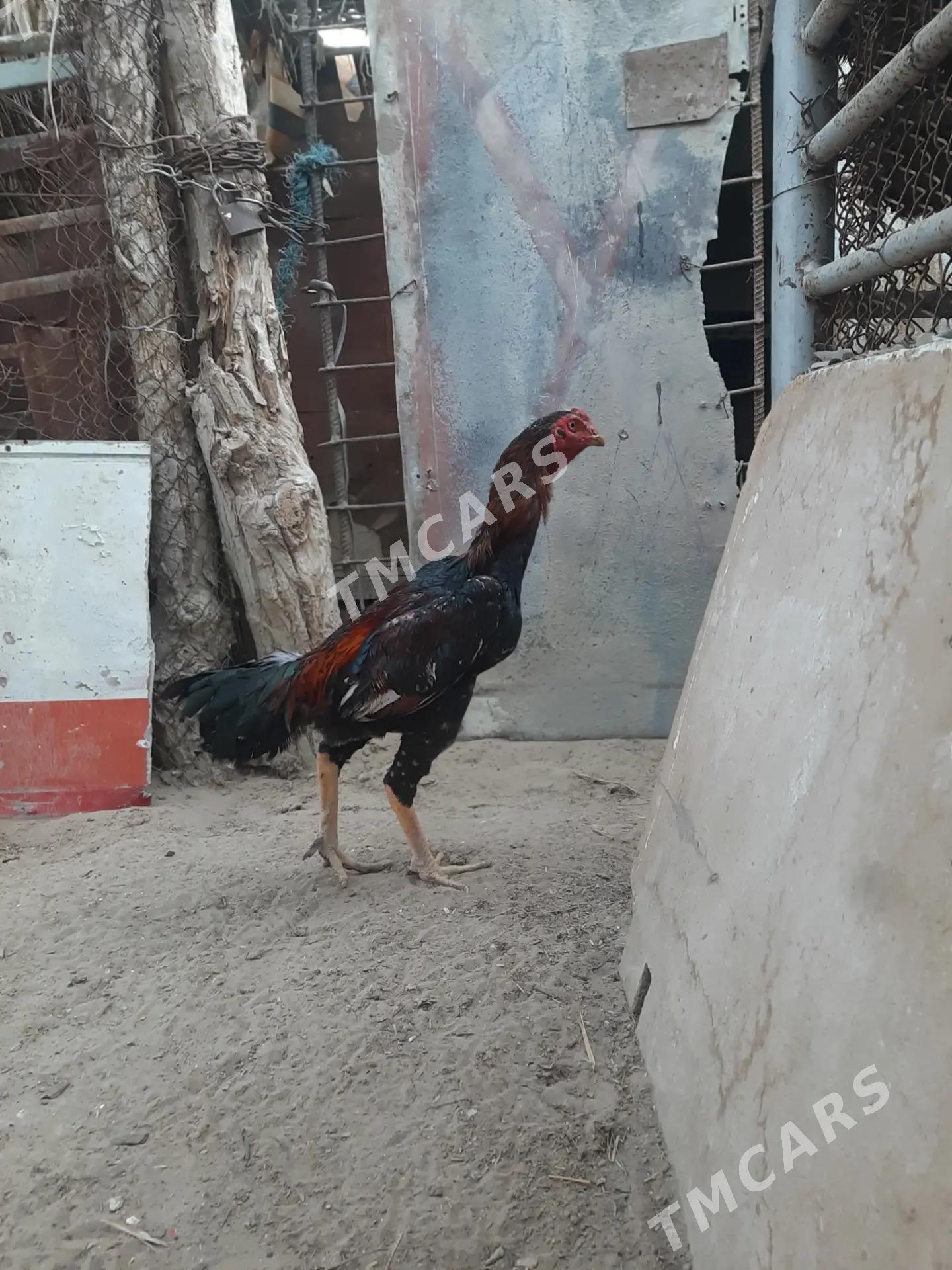 Türk horaz - Çärjew - img 1