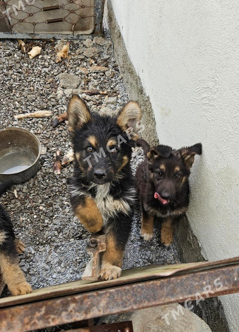 obcarka.awcarka gujukler - Çoganly - img 2