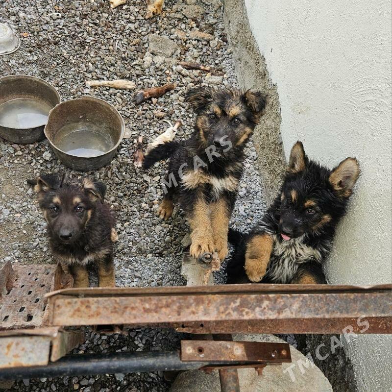 obcarka.awcarka gujukler - Çoganly - img 3