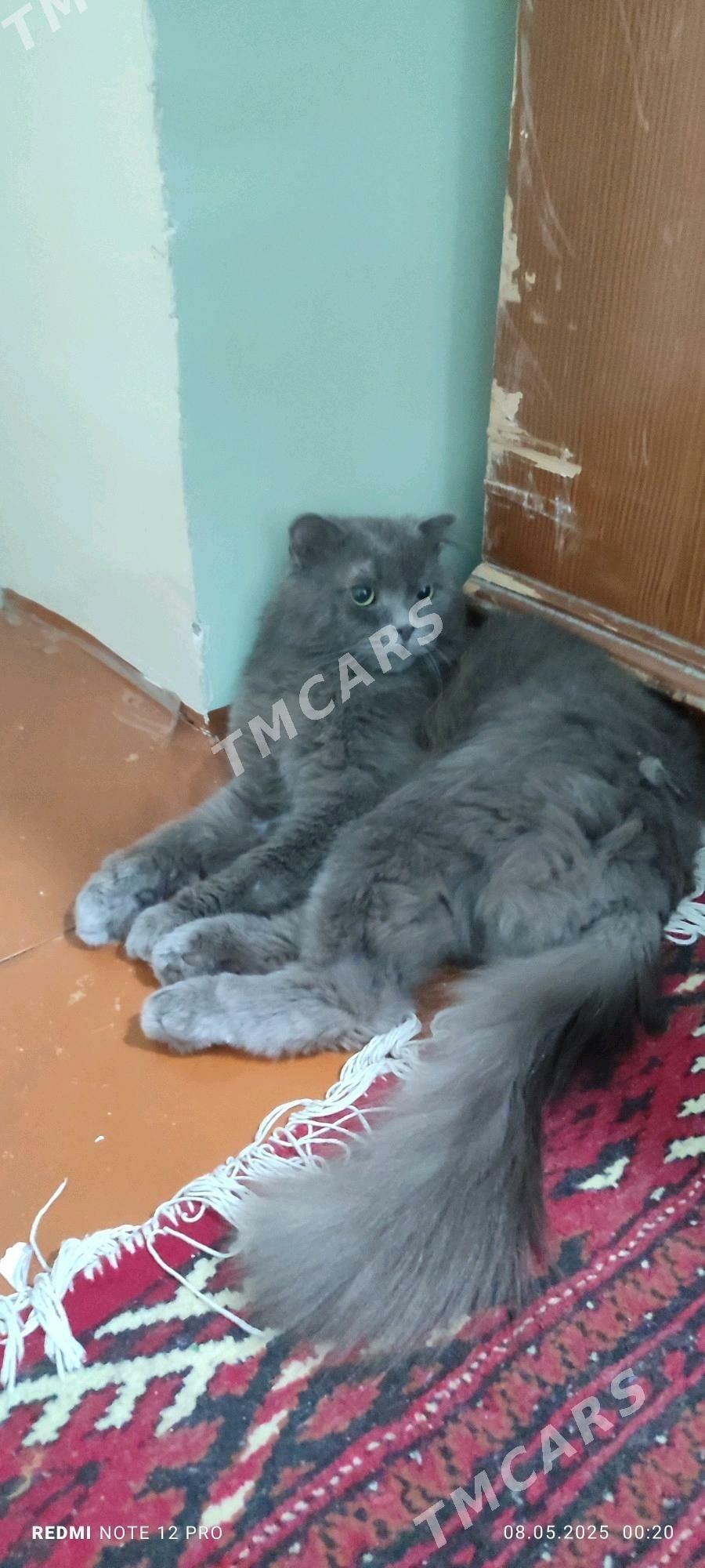 Вислоухый кот - Mary - img 2