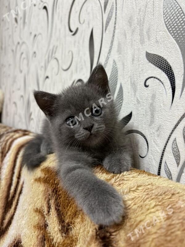котик шотландский - Türkmenabat - img 6