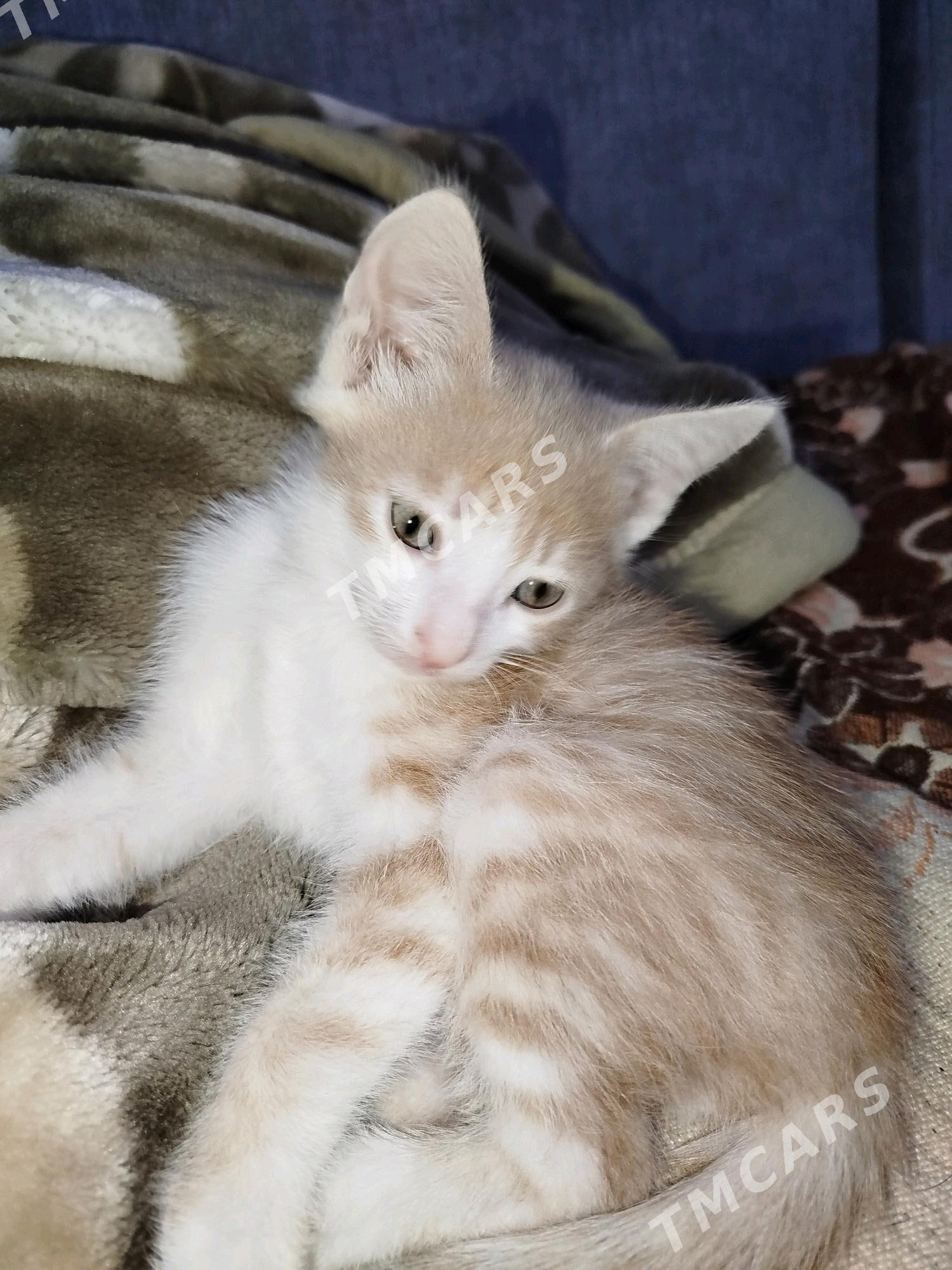 Рыжики котятки - 9 мкр - img 4