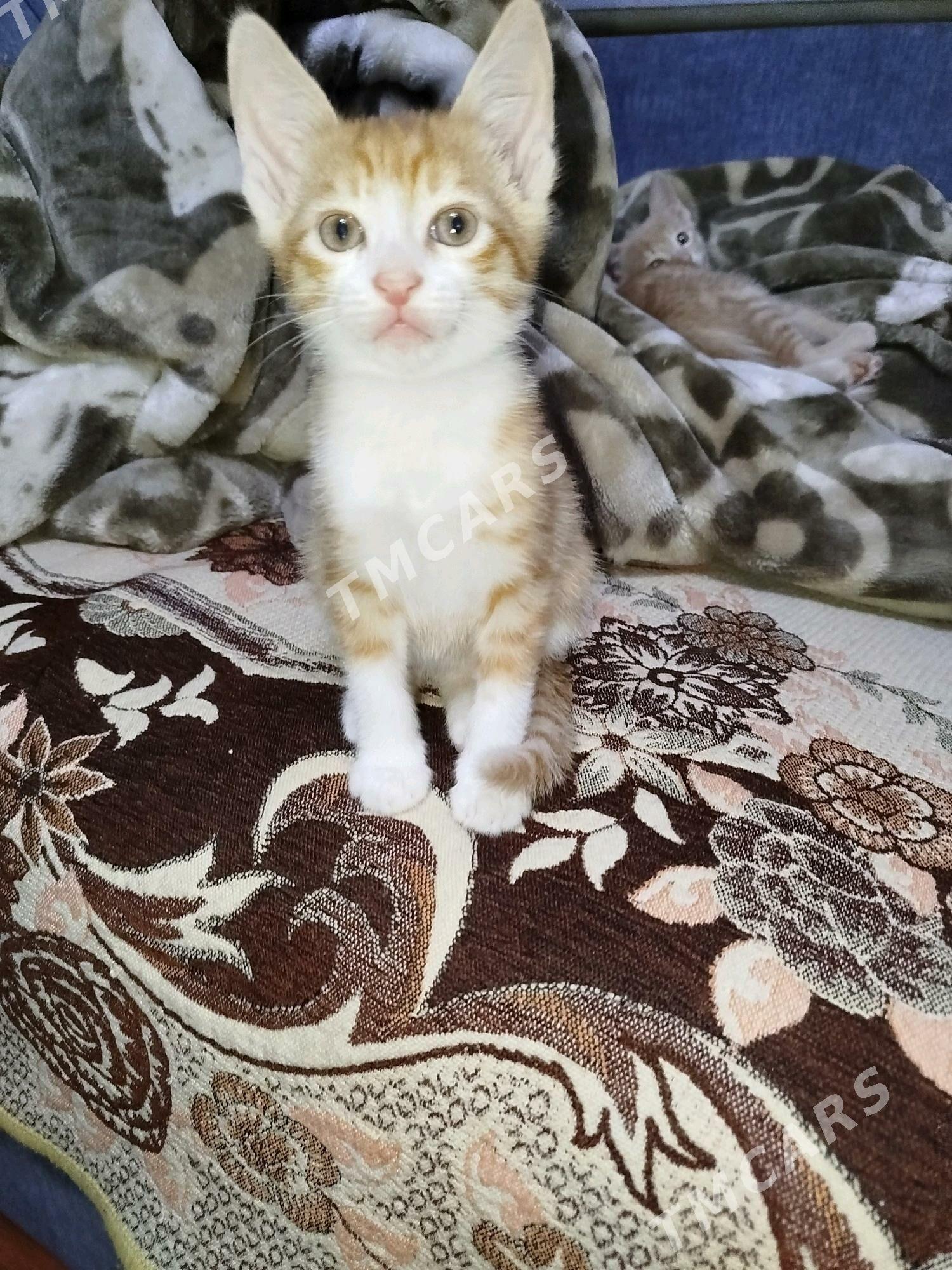 Рыжики котятки - 9 мкр - img 5