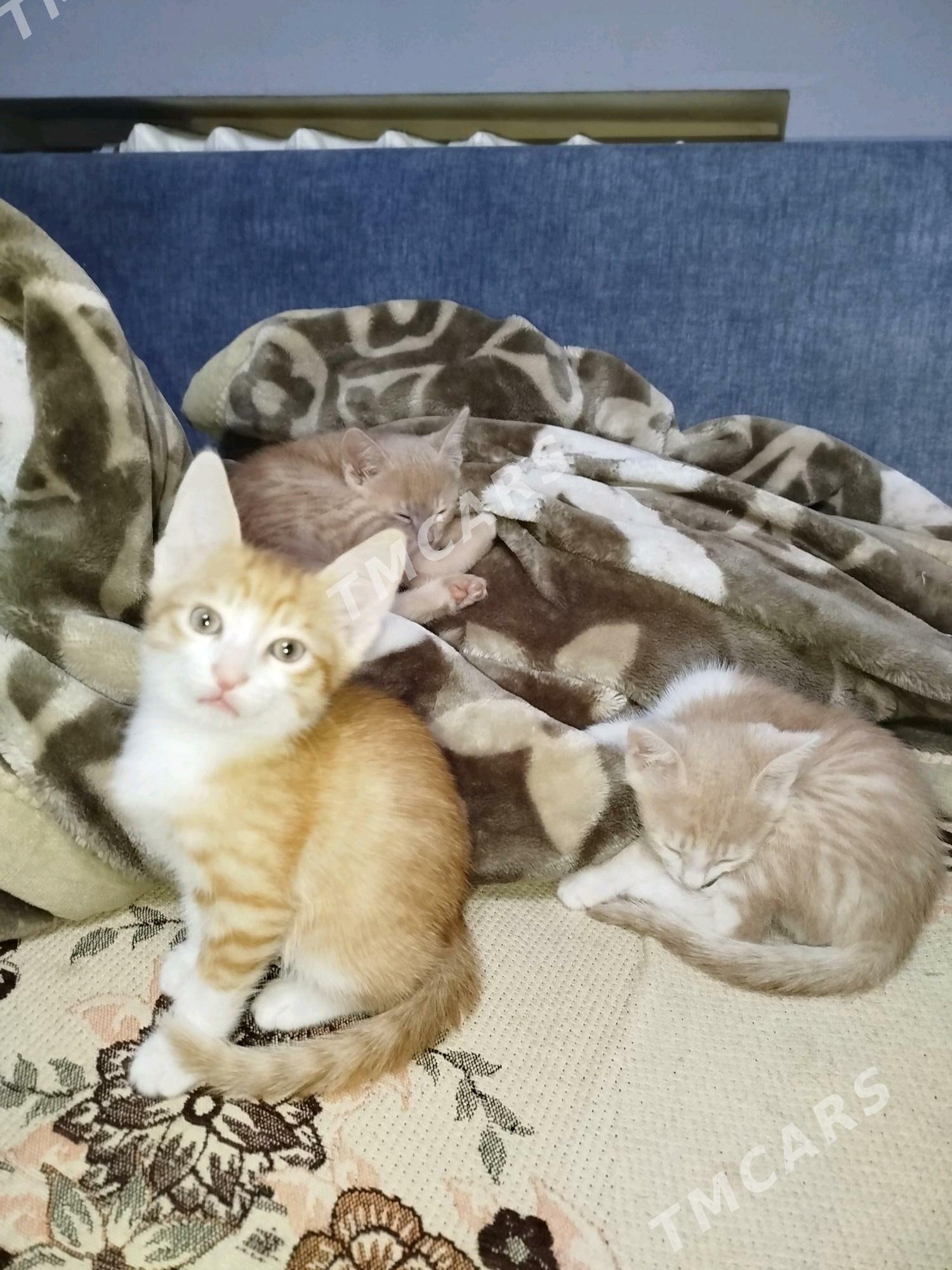 Рыжики котятки - 9 мкр - img 1