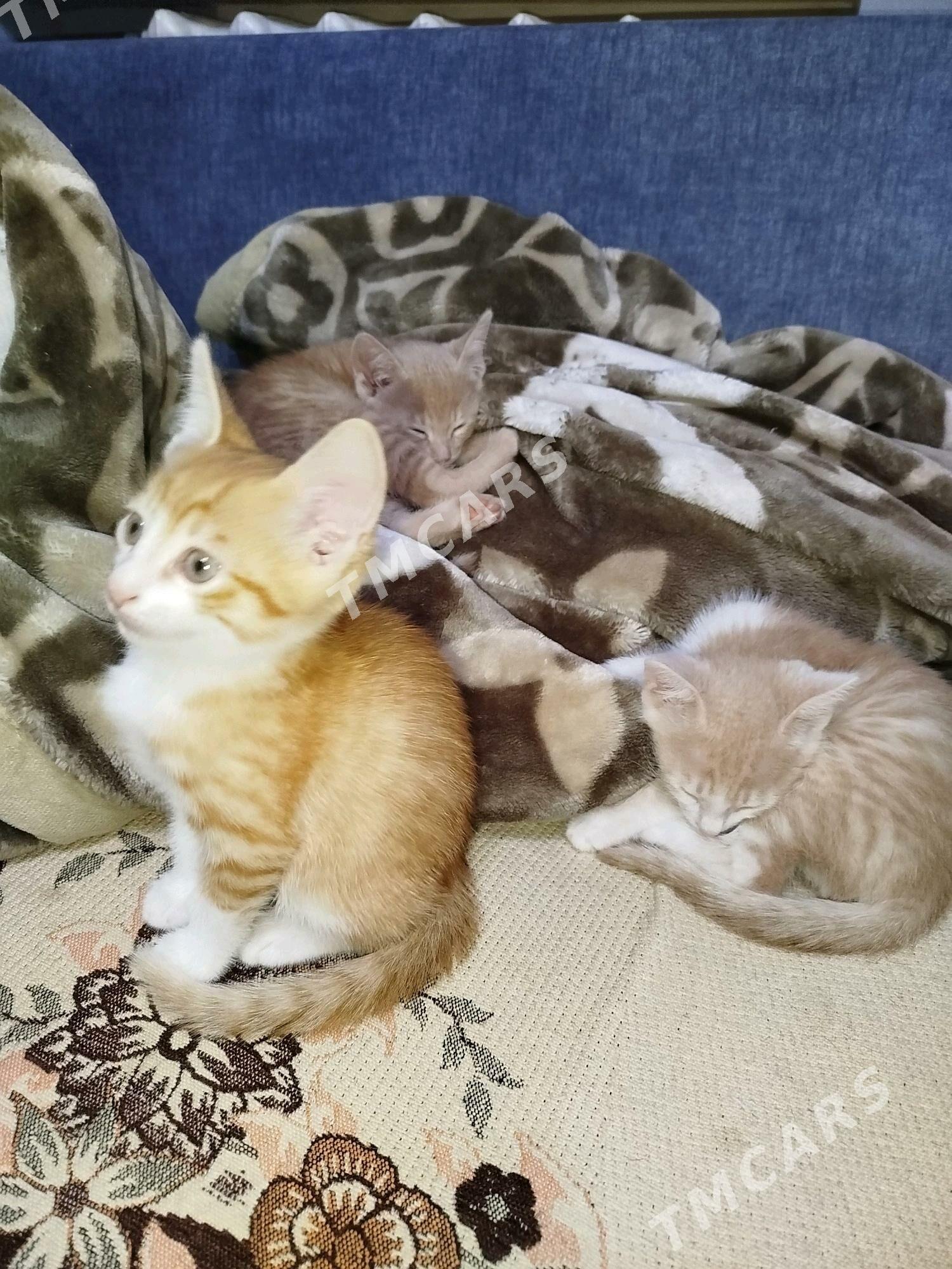 Рыжики котятки - 9 мкр - img 6