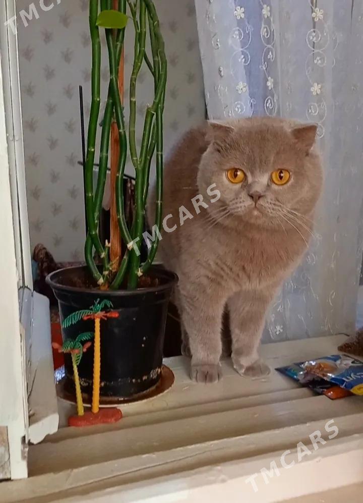 Вислоухий лиловый котик - Aşgabat - img 2