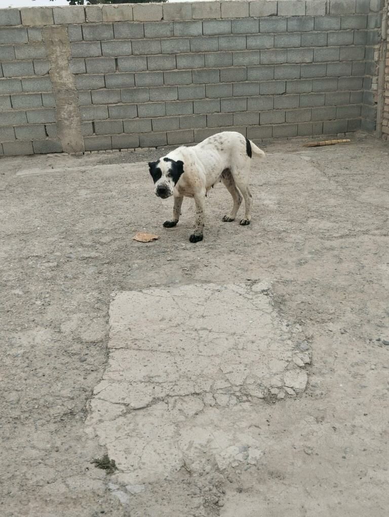 Alabay - Кака - img 5