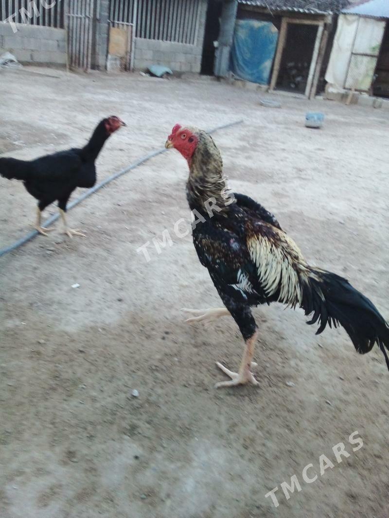 Taşkent - Büzmeýin - img 5