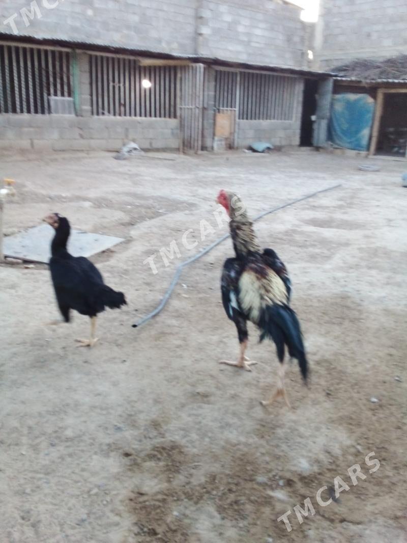 Taşkent - Büzmeýin - img 2