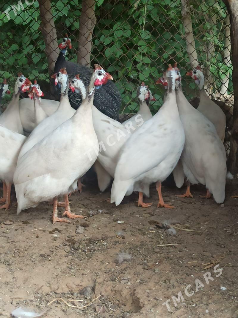 Ak käkilik Sisarka Ýumurtga - Baýramaly - img 2