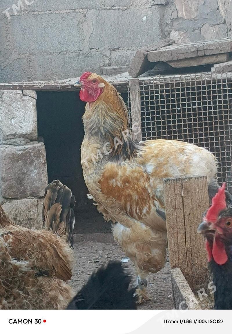 Horoz palawi brama - Türkmenbaşy - img 6
