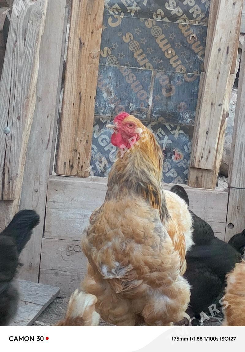 Horoz palawi brama - Türkmenbaşy - img 10