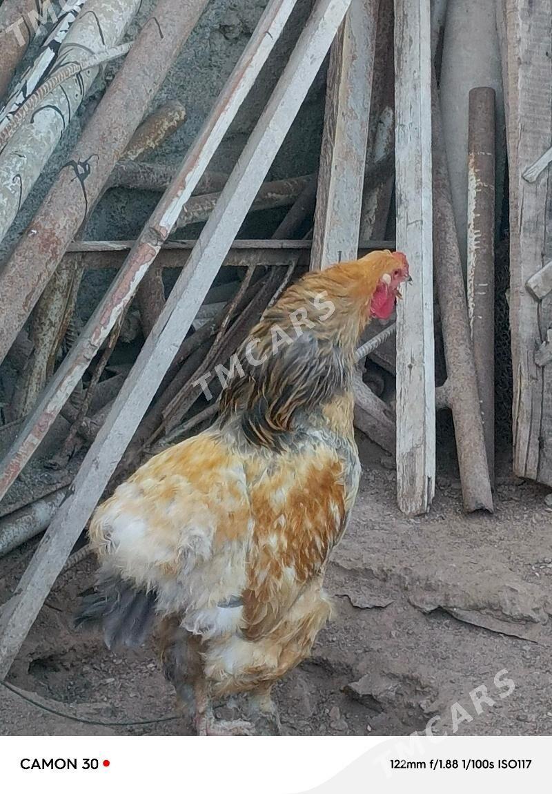 Horoz palawi brama - Türkmenbaşy - img 5