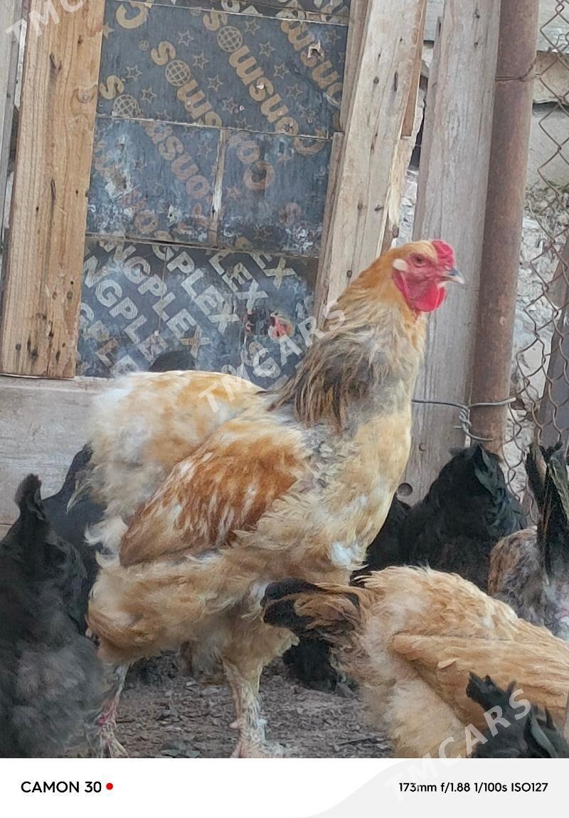 Horoz palawi brama - Türkmenbaşy - img 4