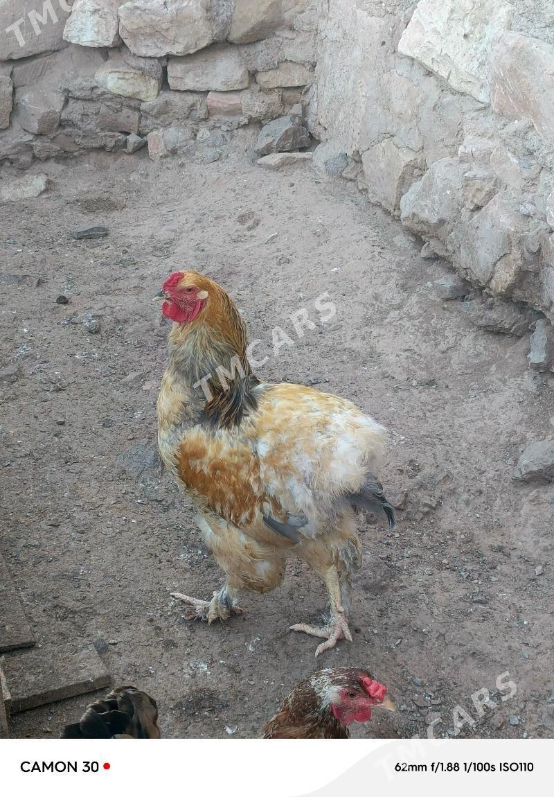 Horoz palawi brama - Türkmenbaşy - img 7
