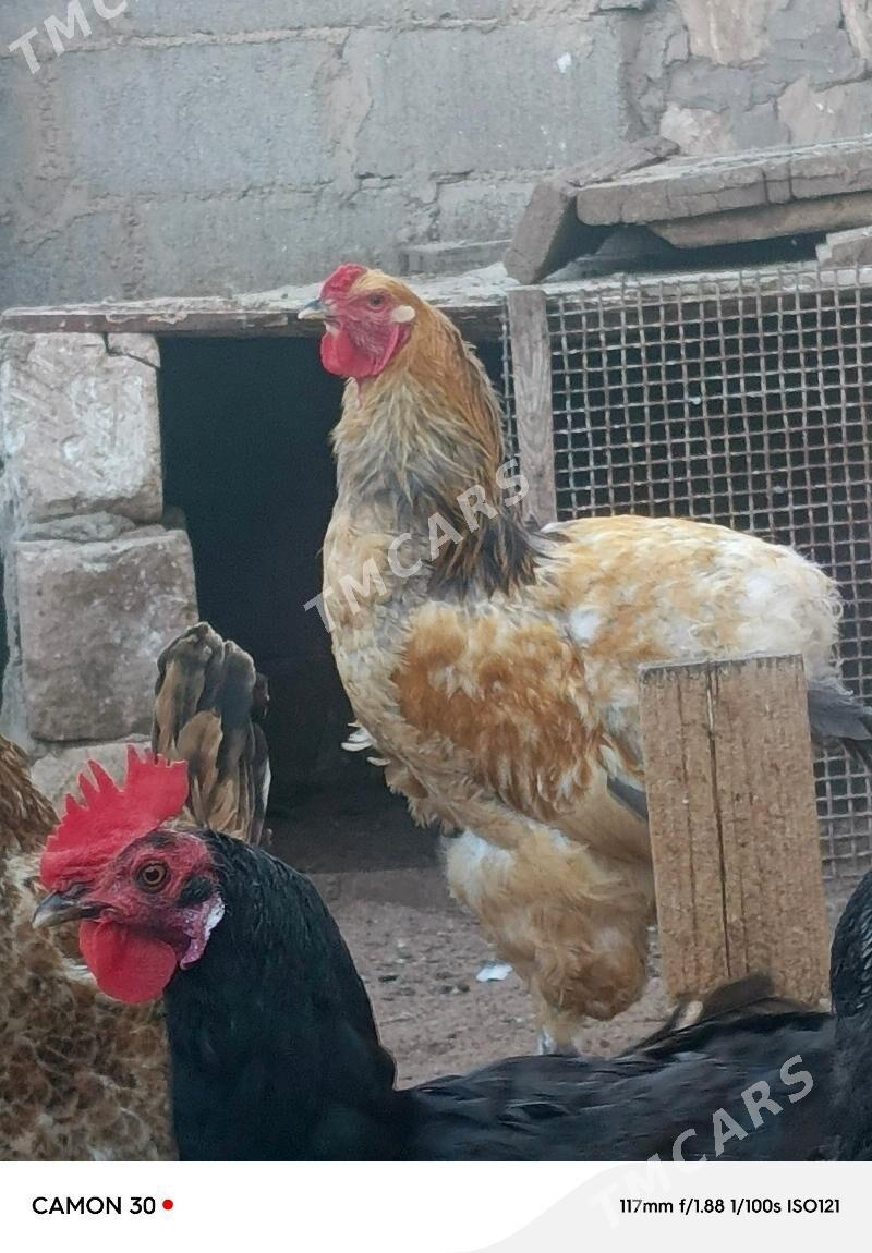 Horoz palawi brama - Türkmenbaşy - img 2