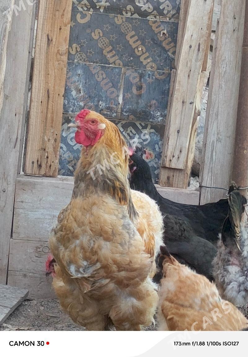 Horoz palawi brama - Türkmenbaşy - img 3