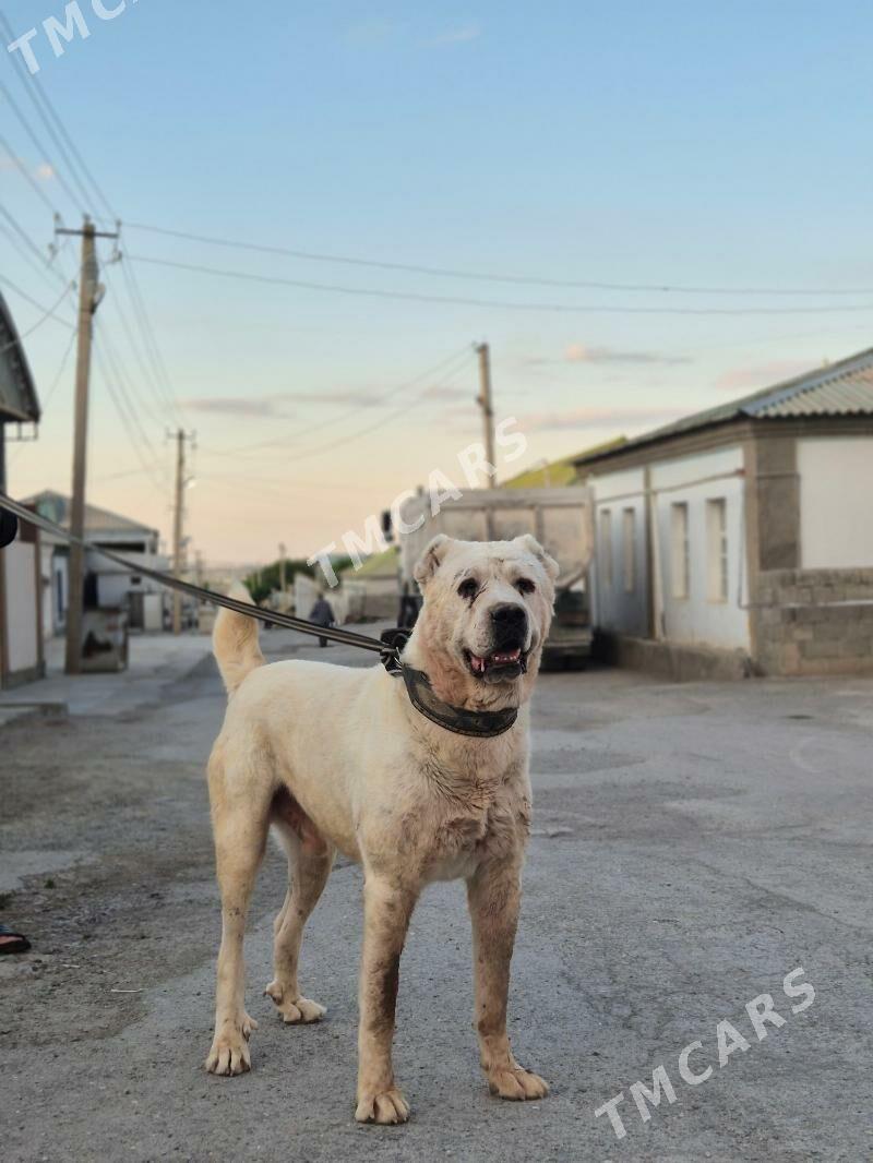 it - Багир - img 2
