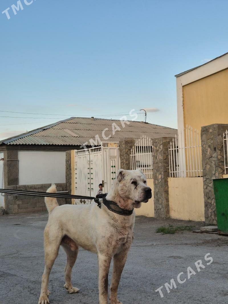it - Багир - img 4
