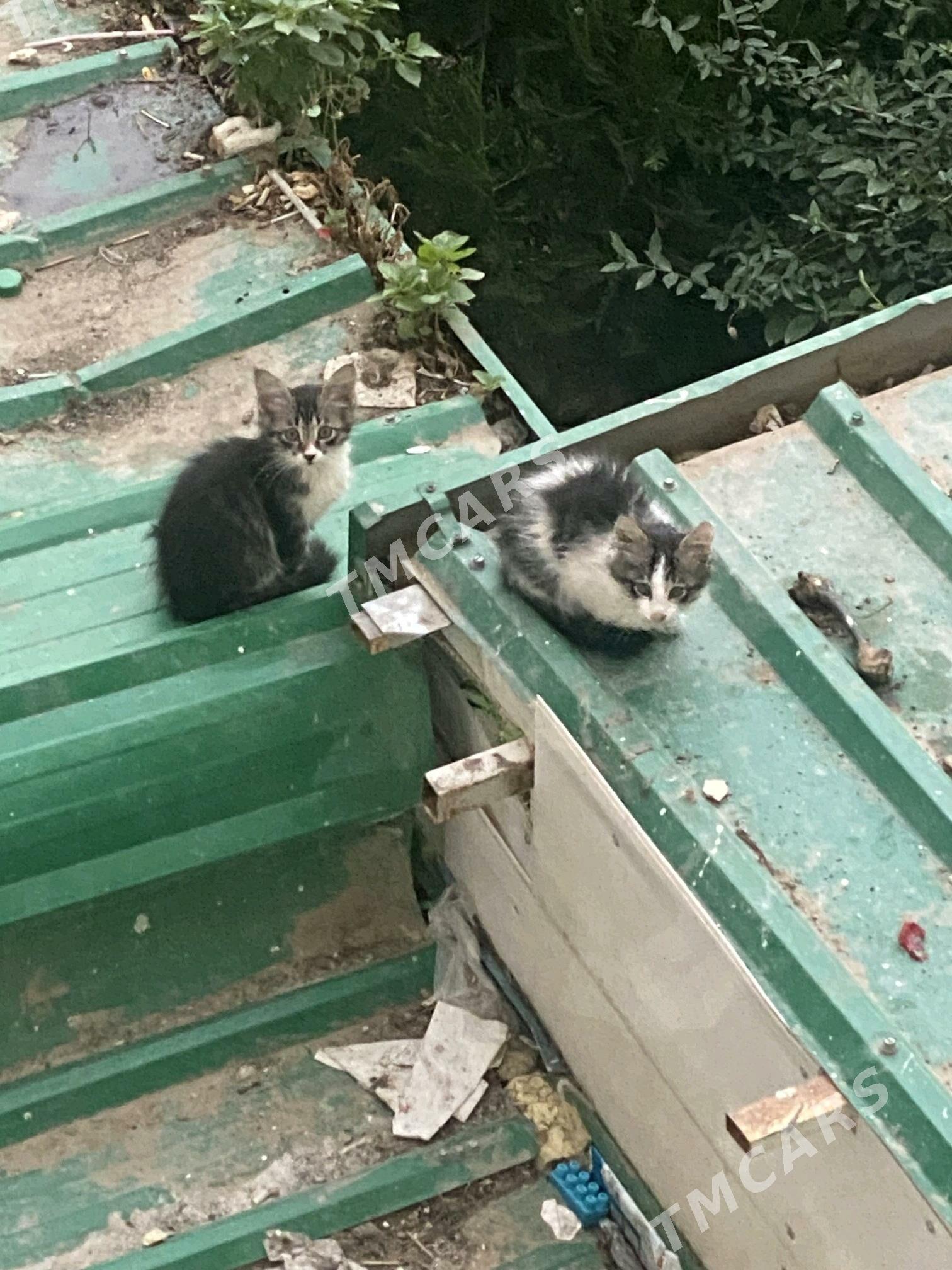 pisik kotyata котята - Мир 7 - img 3