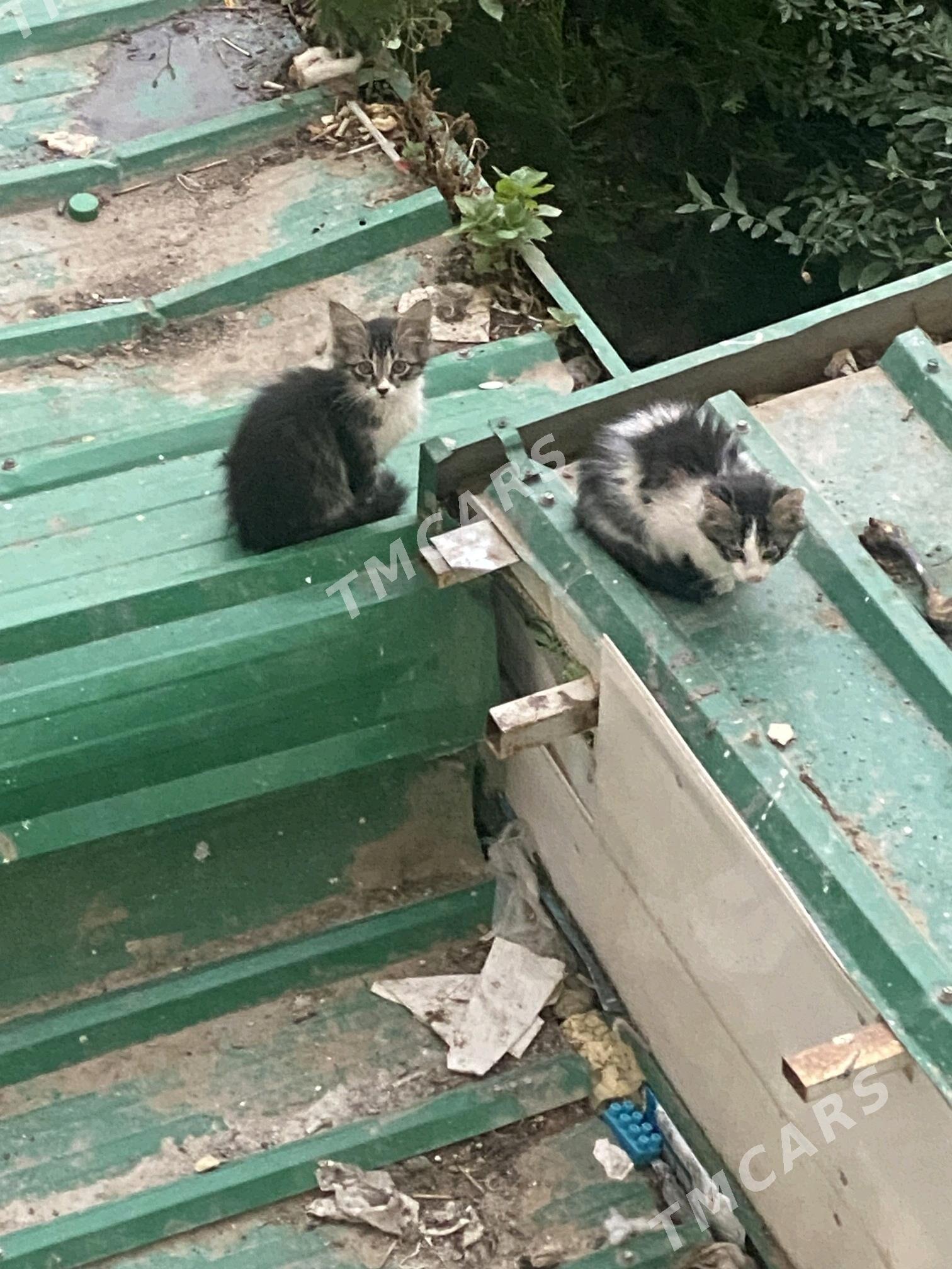 pisik kotyata котята - Мир 7 - img 2