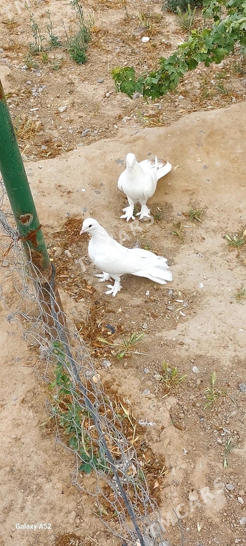 kepderi - Büzmeýin - img 2