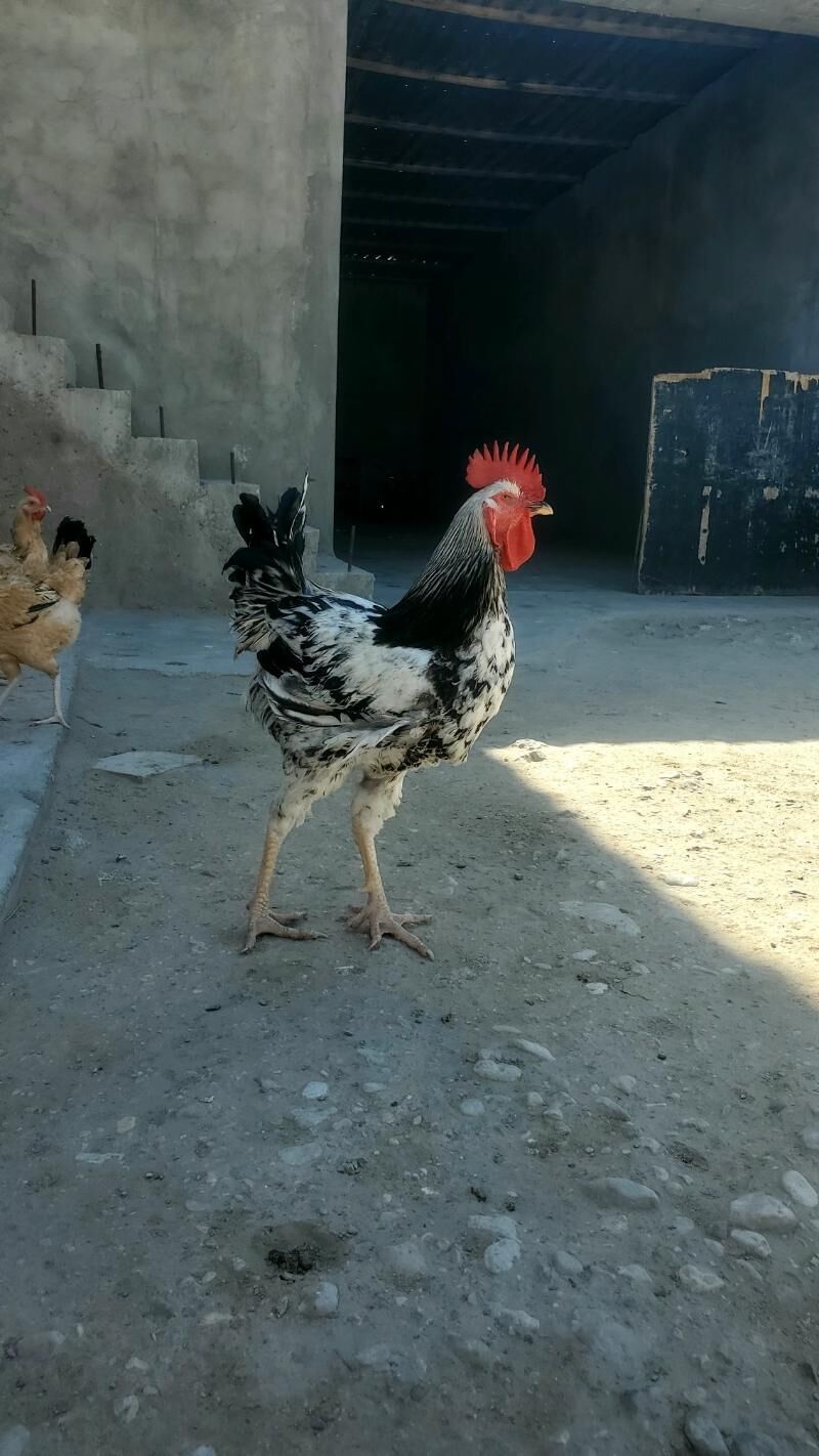 Armiyan  towuk - Balkanabat - img 2