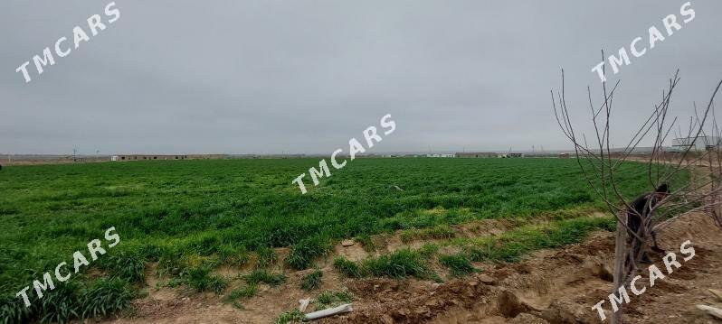 SATLYK BIZNES WE HUSUSY EMLÄKL - Aşgabat - img 10