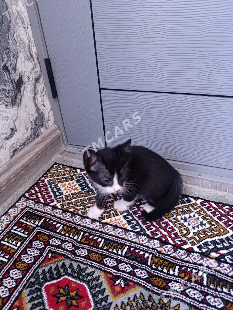pishik - Дашогуз - img 2
