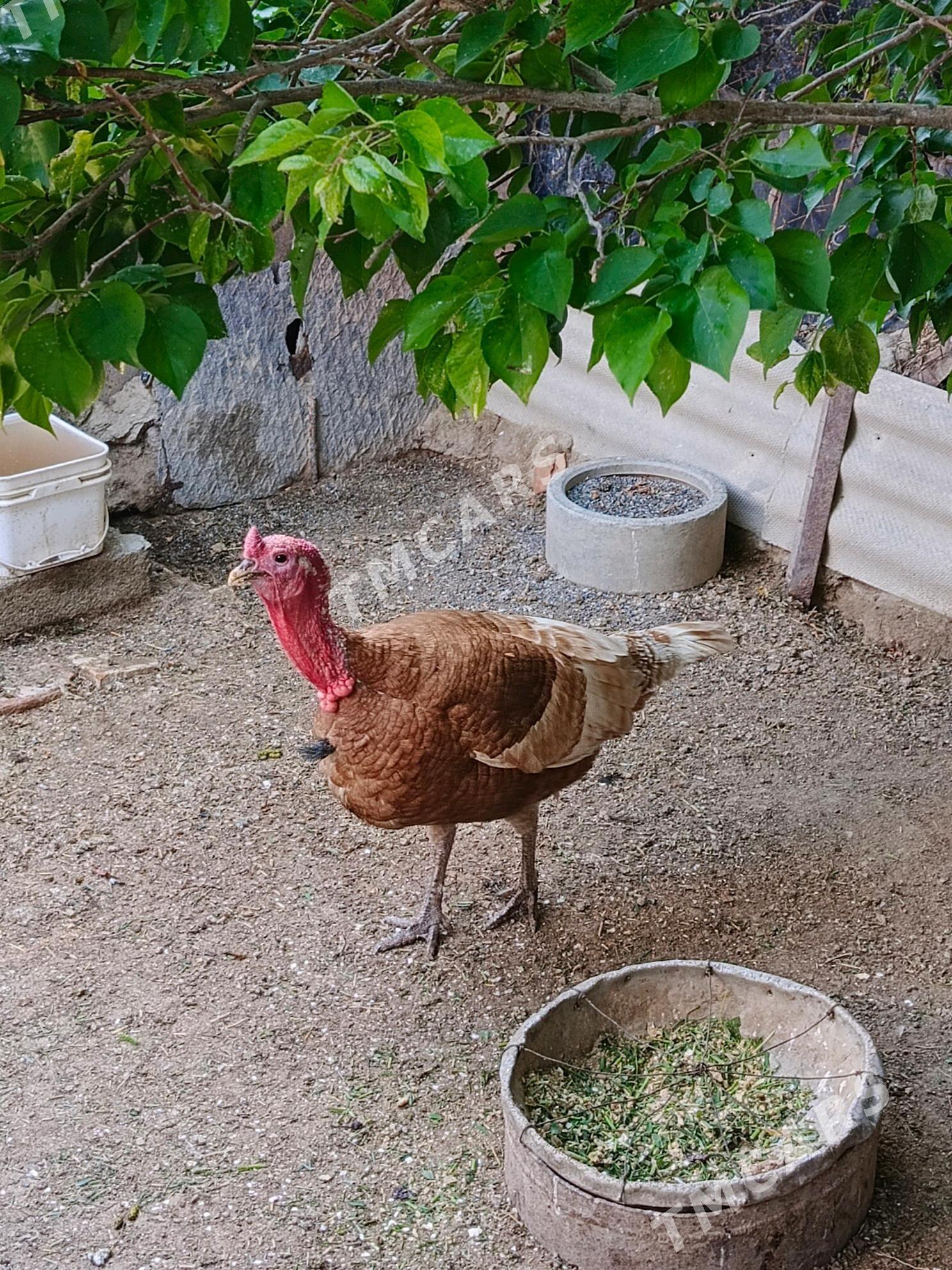 İNDUK gyzyl Owgan - Берекет - img 3