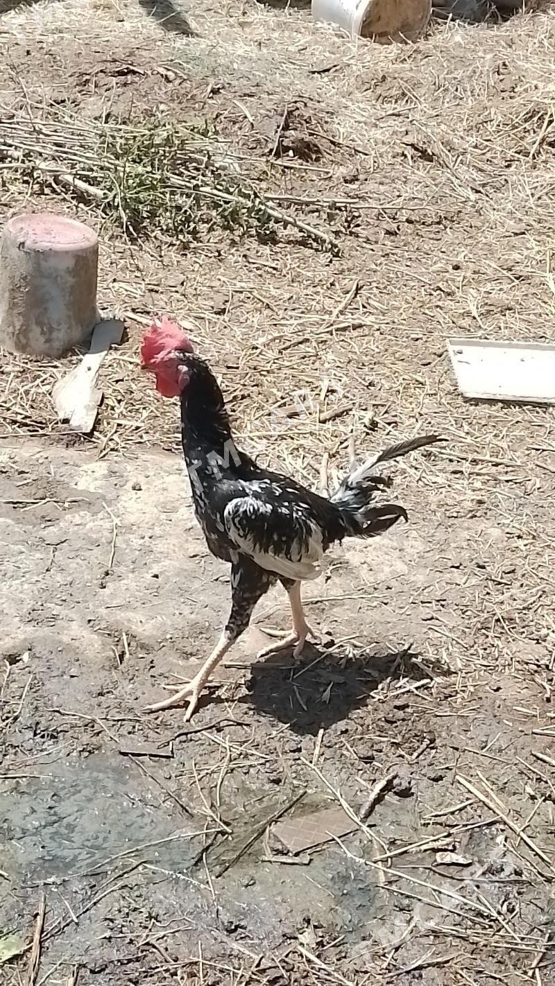 Taskent horaz - Ýanbaş - img 2