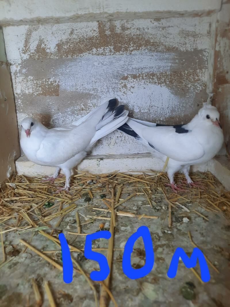 kepderi - Дашогуз - img 2